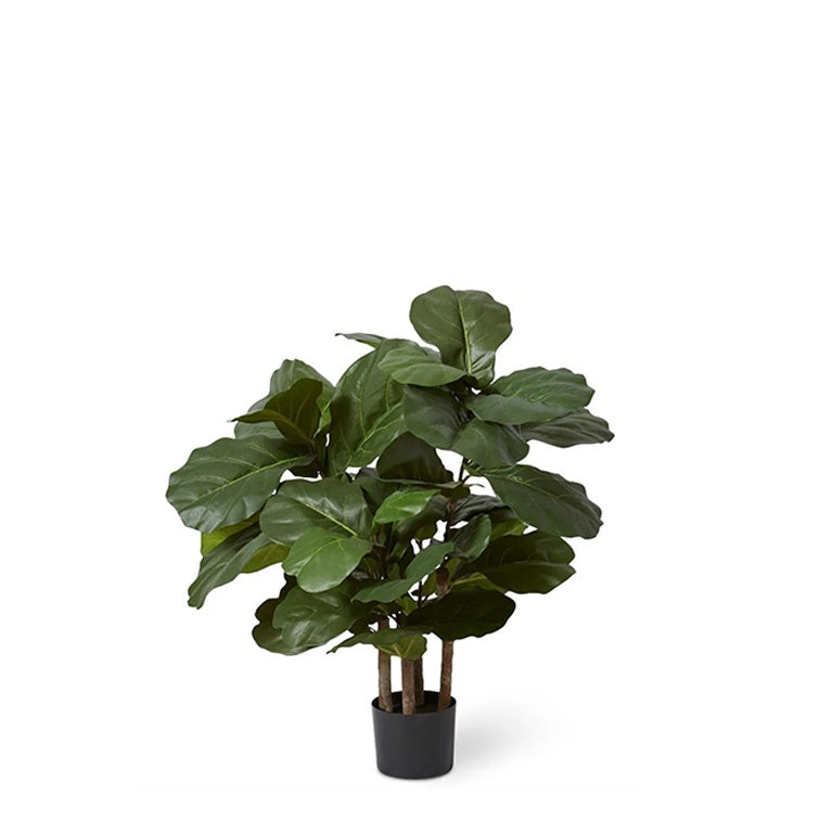 Fiddle Leaf Tree | 90H cm